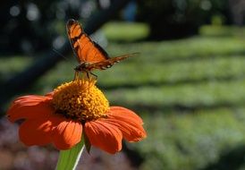 butterfly on an orange flower under the bright sun