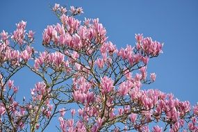 flowering pink magnolia