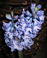 double blue hyacinth flowers