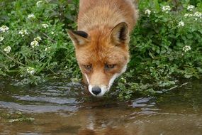 Fox is drinking water