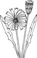 black and white drawing of a flower