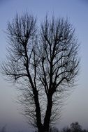 tall tree in the evening