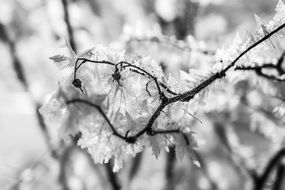 Black and white photo of the beautiful white water crystals on a branch in winter