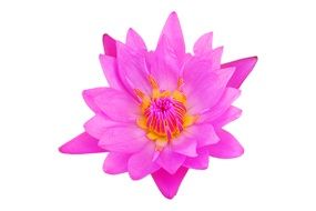 isolated bright pink flower