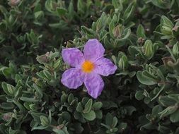pink rockrose flower