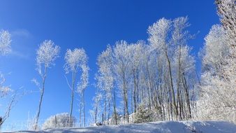 Snowy Forest Winter Landscape
