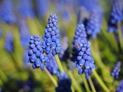 field of muscari blossoms