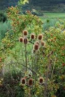 picturesque Thistle