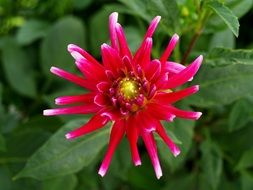 red dahlia flower, top view