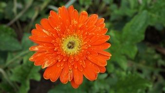 incomparable Gerbera Daisy Flowers
