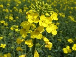 Oilseed Rape Blossom Bloom