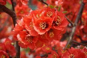 A lot of the beautiful red flowers in spring