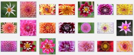 Flowers Dahlia photo collage