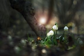 snowdrops blooming in Forest at Spring