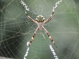 Macro photo of exotic spider in nature