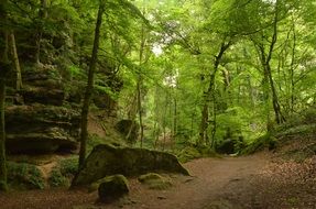 rocks among green forest, luxembourg, echternach
