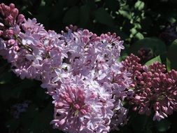 Purple Lilacs