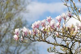 Magnolia pink Flowers on tree closeup