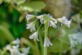 Allium triquetrum, Three-Cornered Leek in bloom