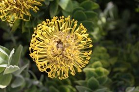 picturesque Pincushion Leucospermum