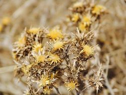 Dry prickly thistle at Wither