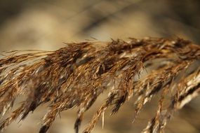 closeup photo of golden straw in autumn