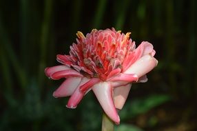 unusual light pink flower close up