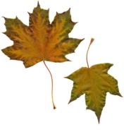 Leaves Sheet Maple
