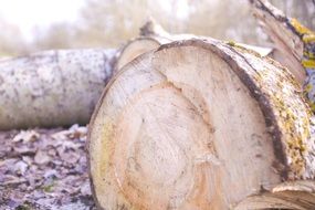 raw unpeeled Lumber at forest