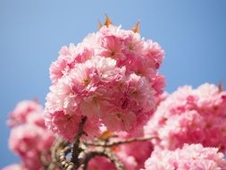 wallpaper with fluffy pink cherry blossoms