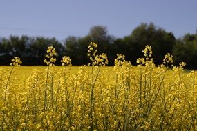 Landscape of yellow field in spring