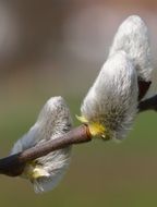 hairy pussy willow