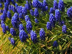 wallpaper with muscari flowers