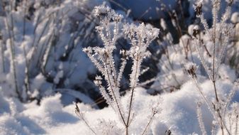 Iced branches in winter