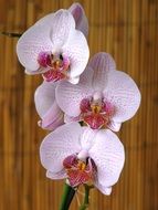 closeup photo of orchid flowers near the wall