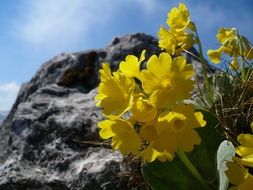 yellow primrose on a cliff background