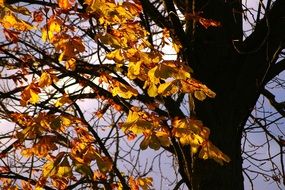 yellow leaves on tree branches in autumn