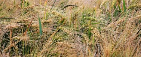 Golden Wheat Field Cereals Grain