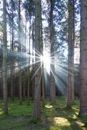 sunlight through tree trunks in the forest