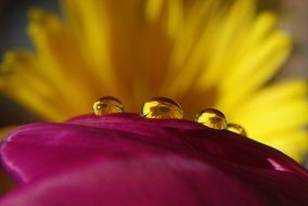 water drops on flower petal