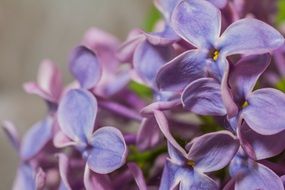 Violent Lilac Syringa blooms