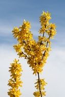 spring bush branch with yellow flowers