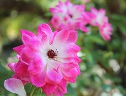 pink white flowers in a botanical garden