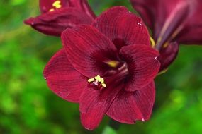 natural spring burgundy flower