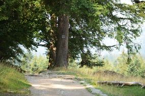 Route Tree Mountains Tatry