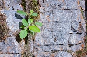 green plant on a stone in nature