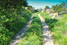 Beautiful small path with green grass and rocks in summer Forest scene