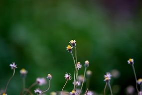 natural small flowers on the lawn