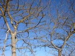 Trees Branches in sky