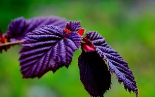 Nature Leaf